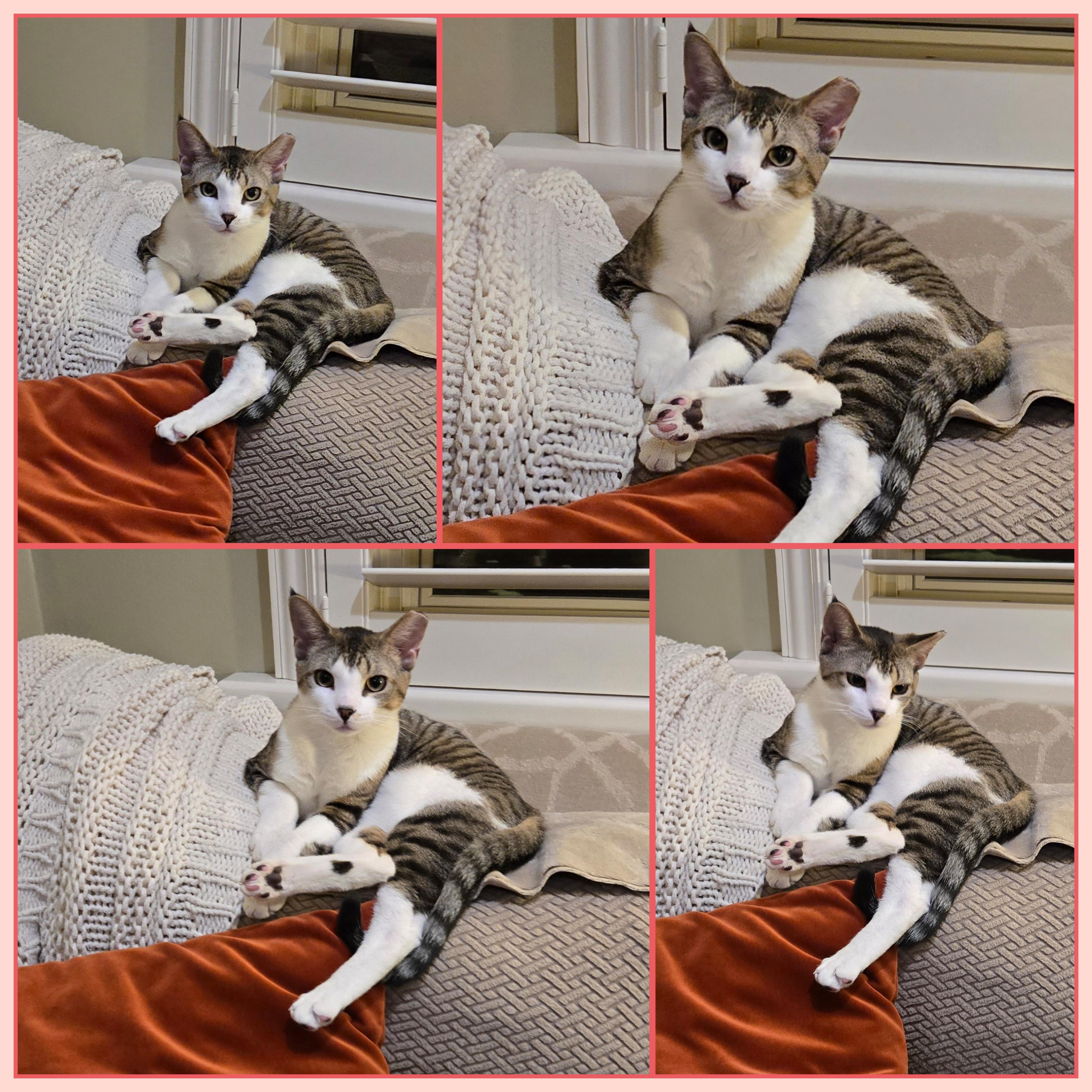 Enlarge Krackel, a Adoptable Domestic Short Hair in Staten Island, NY image 5/6