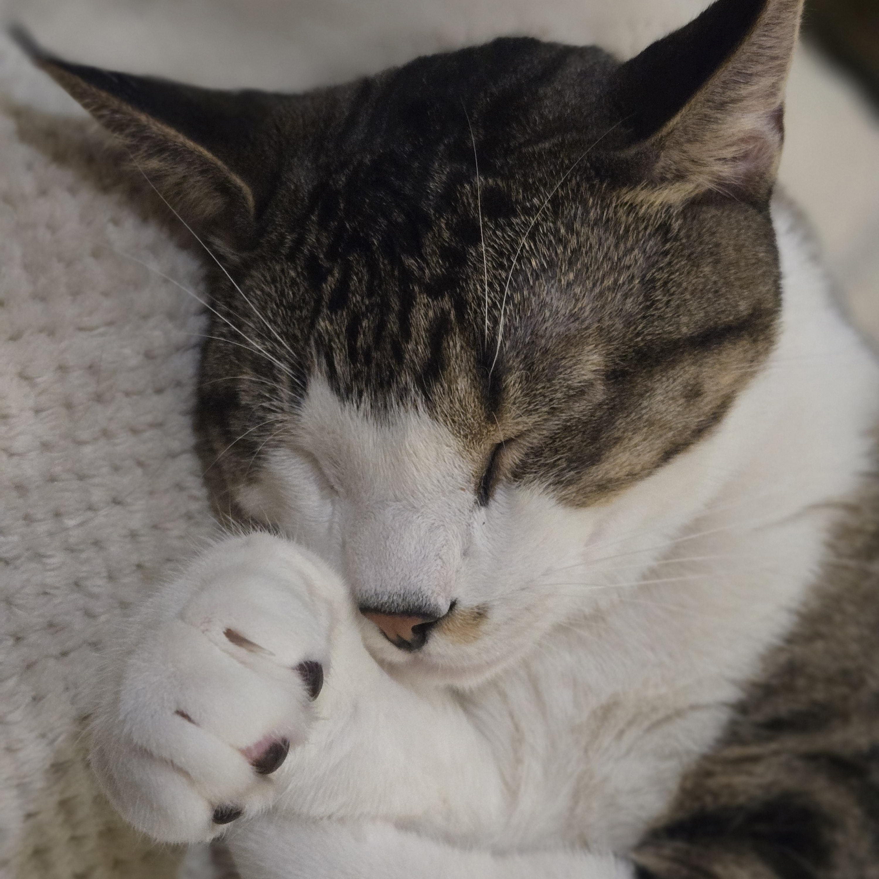 Enlarge Krackel, a Adoptable Domestic Short Hair in Staten Island, NY image 2/6