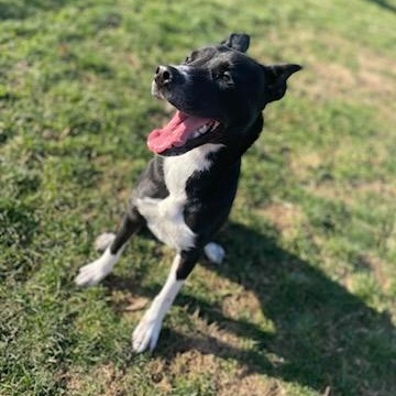 Enlarge Onyx , a Adoptable Terrier in Xenia , OH image 2/5