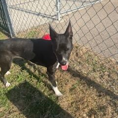 Enlarge Onyx , a Adoptable Terrier in Xenia , OH image 3/5