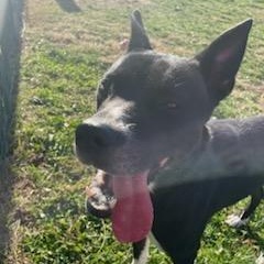 Onyx , Adoptable, Adult Female Terrier.