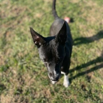 Enlarge Onyx , a Adoptable Terrier in Xenia , OH image 5/5