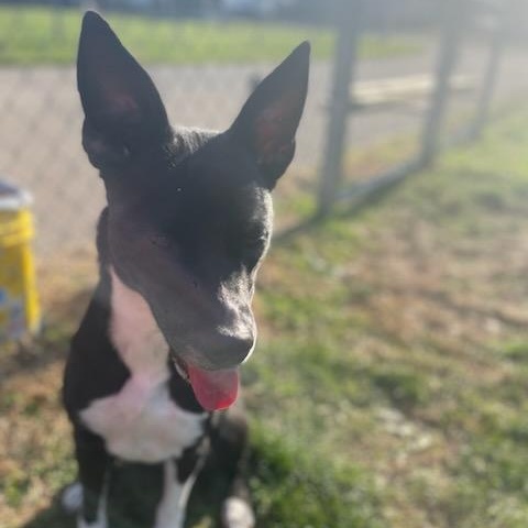 Enlarge Onyx , a Adoptable Terrier in Xenia , OH image 4/5