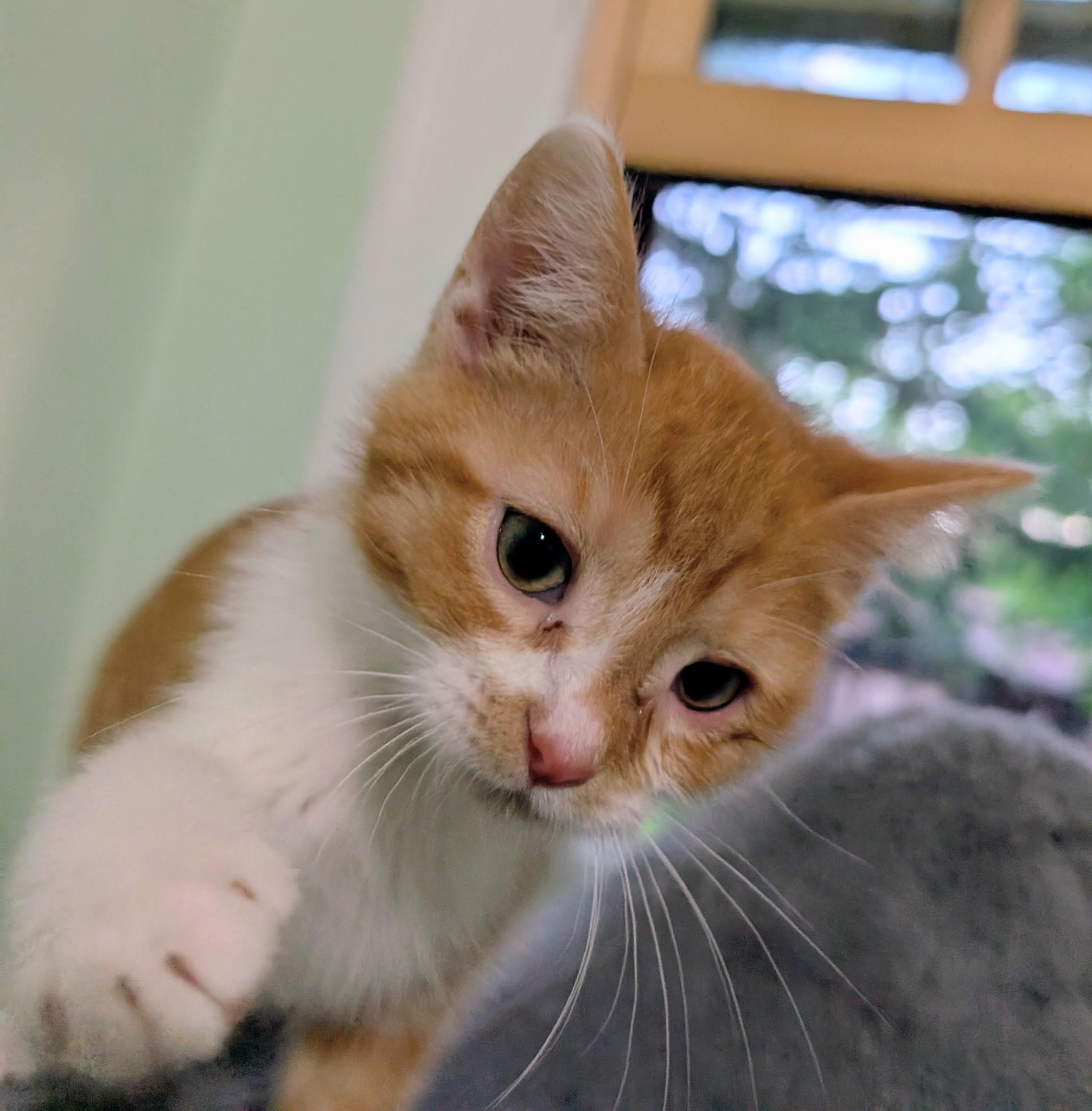 Azrael, an adopted Domestic Short Hair in Battle Creek, MI image 1/2