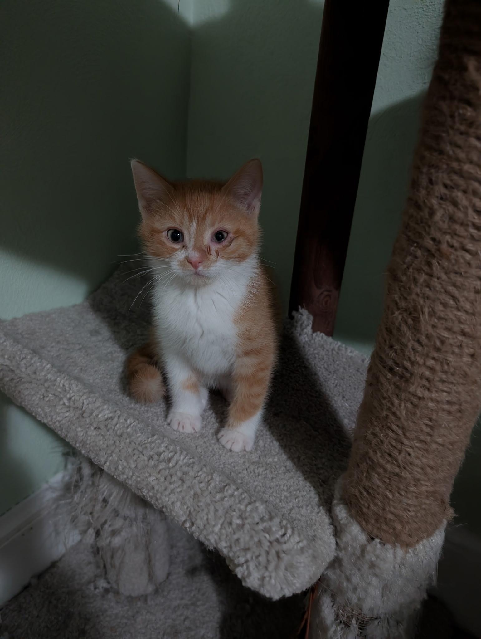 Azrael, an adopted Domestic Short Hair in Battle Creek, MI image 2/2