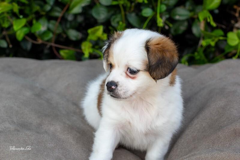 Enlarge Popcorn, a Adoptable mixed breed in Valley Village, CA image 1/6