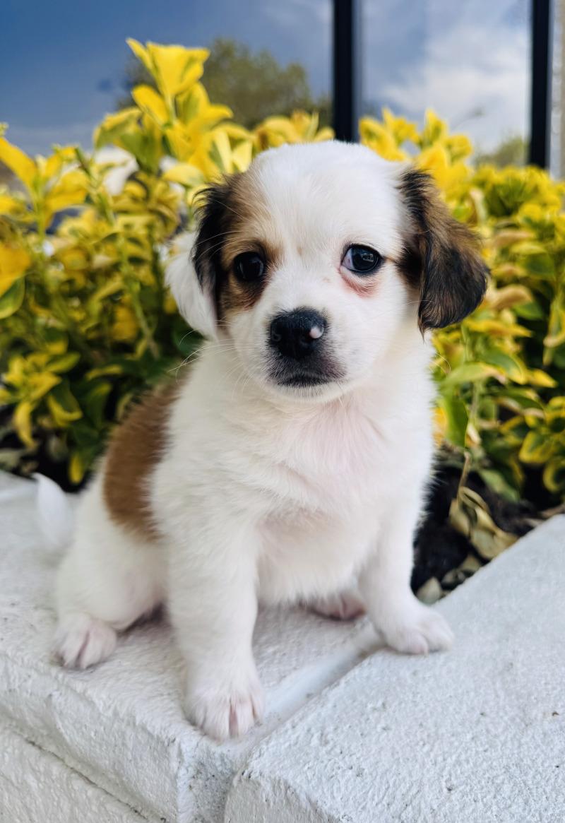 Enlarge Popcorn, a Adoptable mixed breed in Valley Village, CA image 3/6