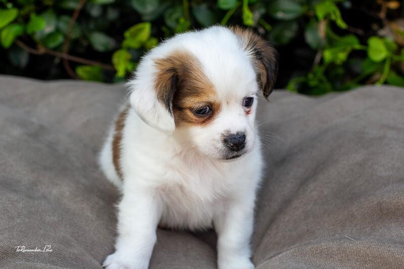 Enlarge Popcorn, a Adoptable mixed breed in Valley Village, CA image 4/6