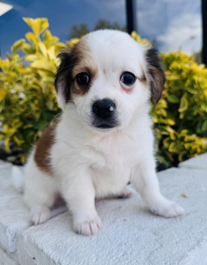 Enlarge Popcorn, a Adoptable mixed breed in Valley Village, CA image 5/6