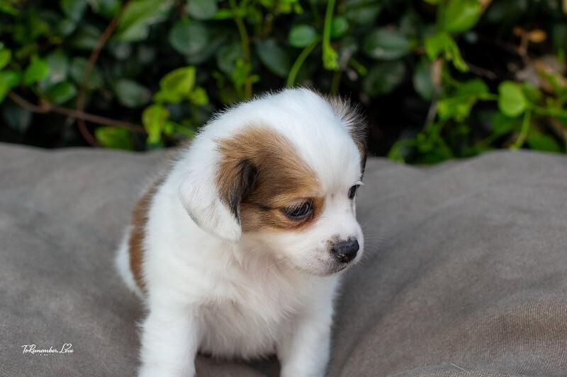 Enlarge Popcorn, a Adoptable mixed breed in Valley Village, CA image 6/6