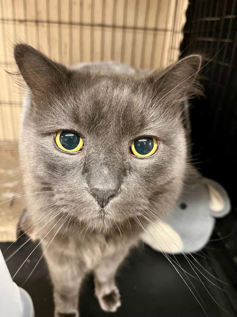 Smokey K, Adoptable, Adult Male Domestic Long Hair.