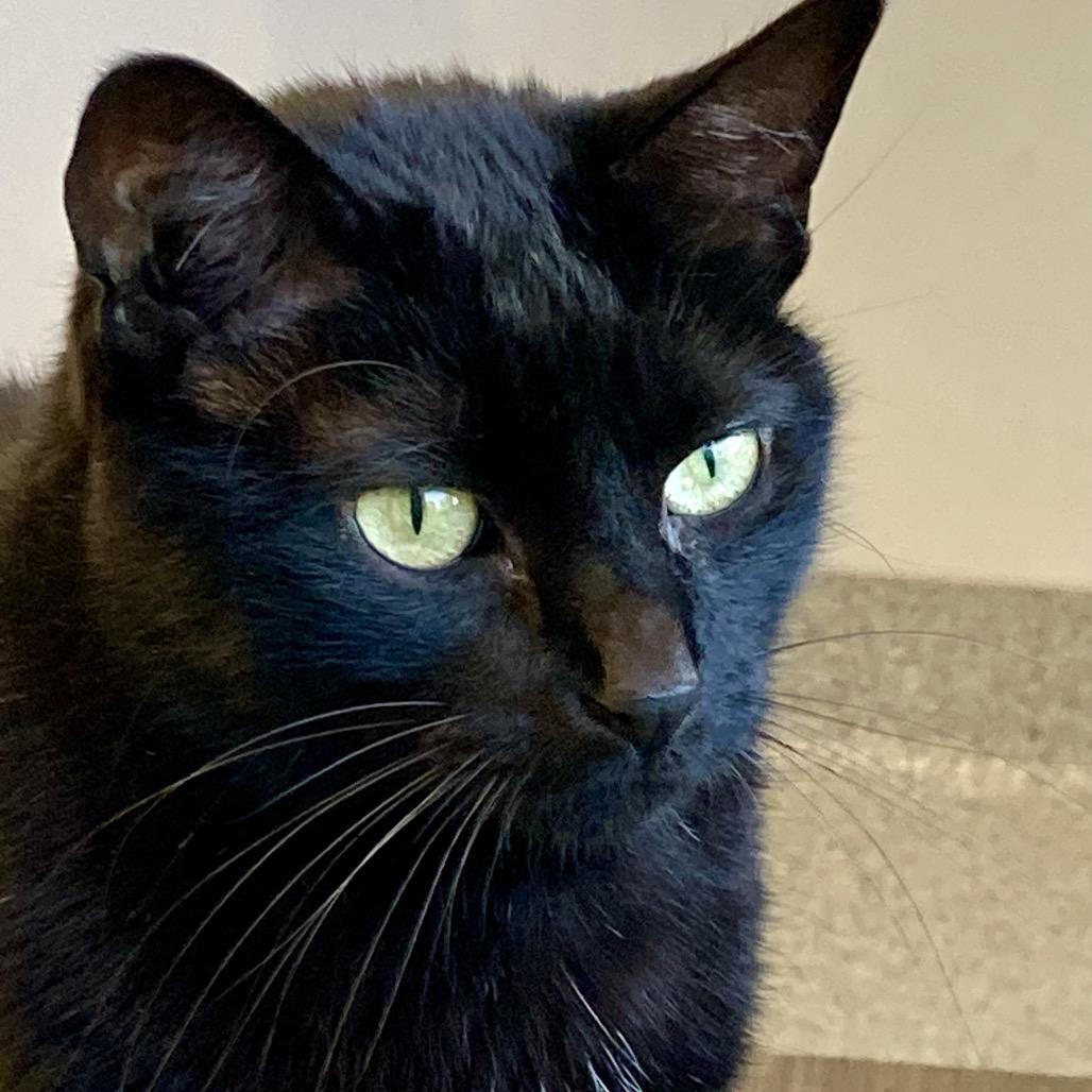 Enlarge Patra, a Adoptable Domestic Short Hair in Wheeling, IL image 1/6