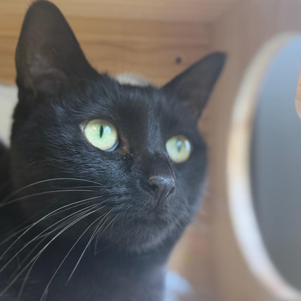 Enlarge Patra, a Adoptable Domestic Short Hair in Wheeling, IL image 2/6
