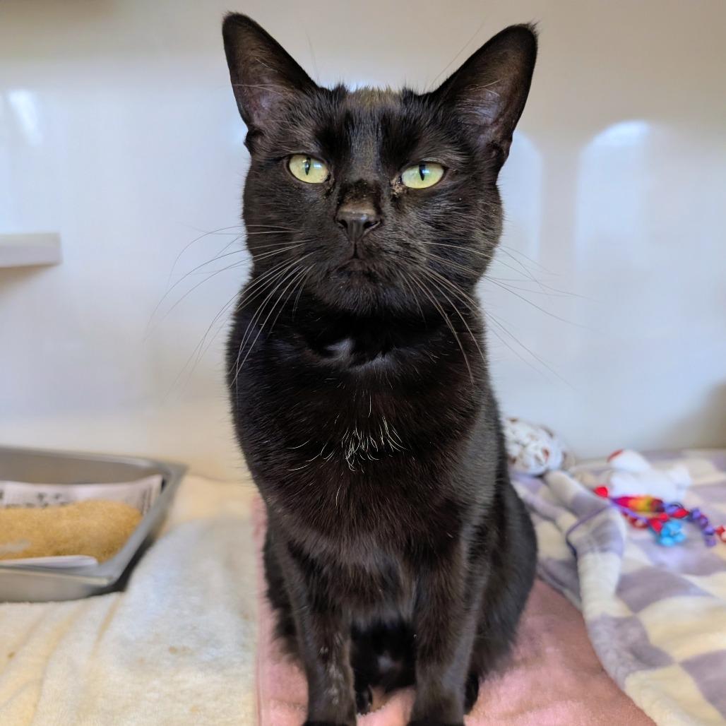Enlarge Patra, a Adoptable Domestic Short Hair in Wheeling, IL image 3/6