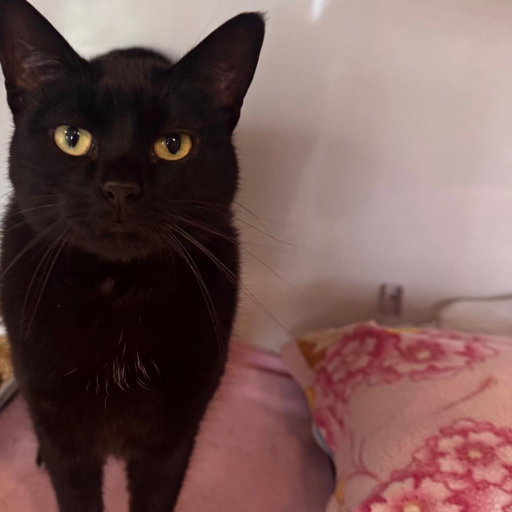 Enlarge Patra, a Adoptable Domestic Short Hair in Wheeling, IL image 4/6