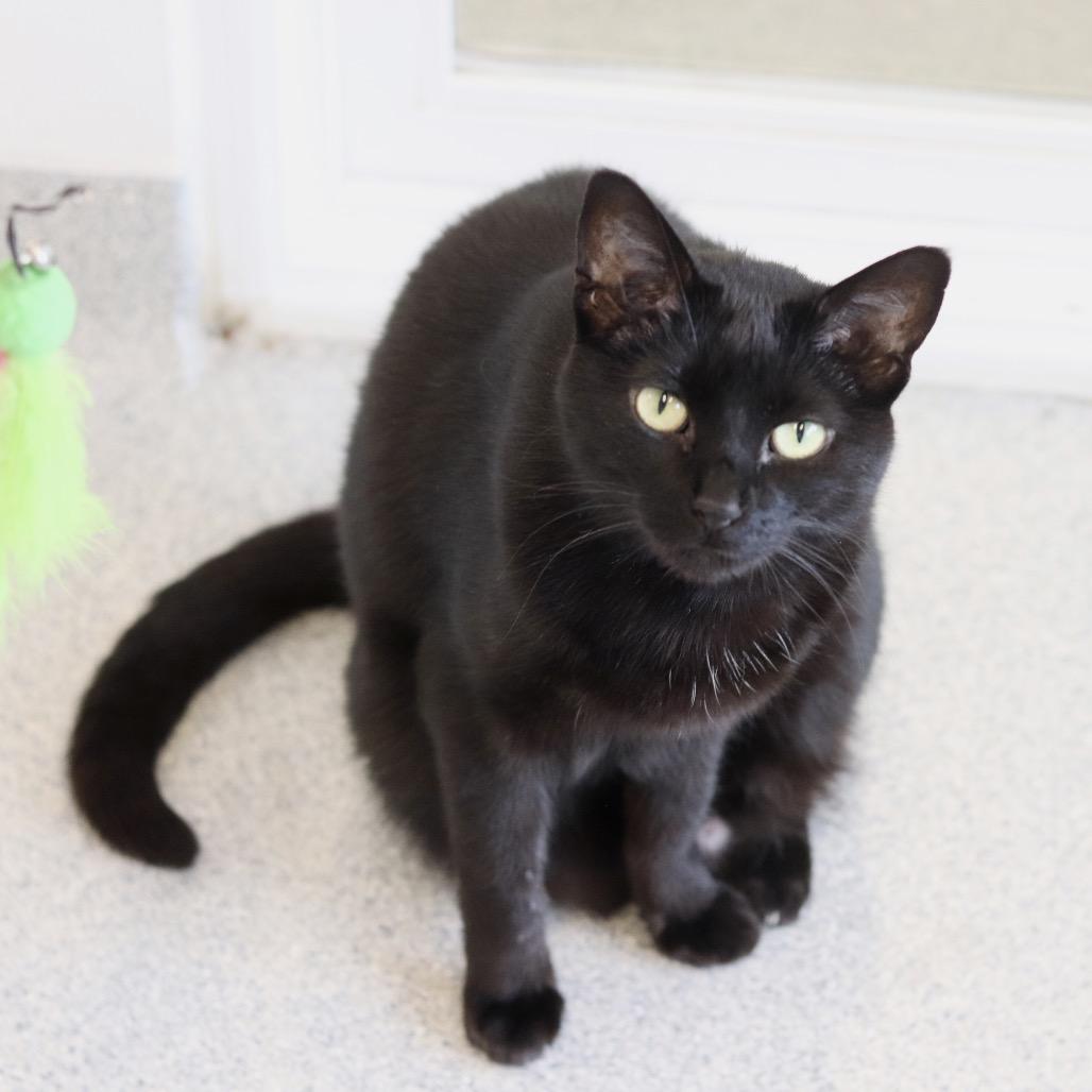 Patra, a Adoptable Domestic Short Hair in Wheeling, IL image 4/6