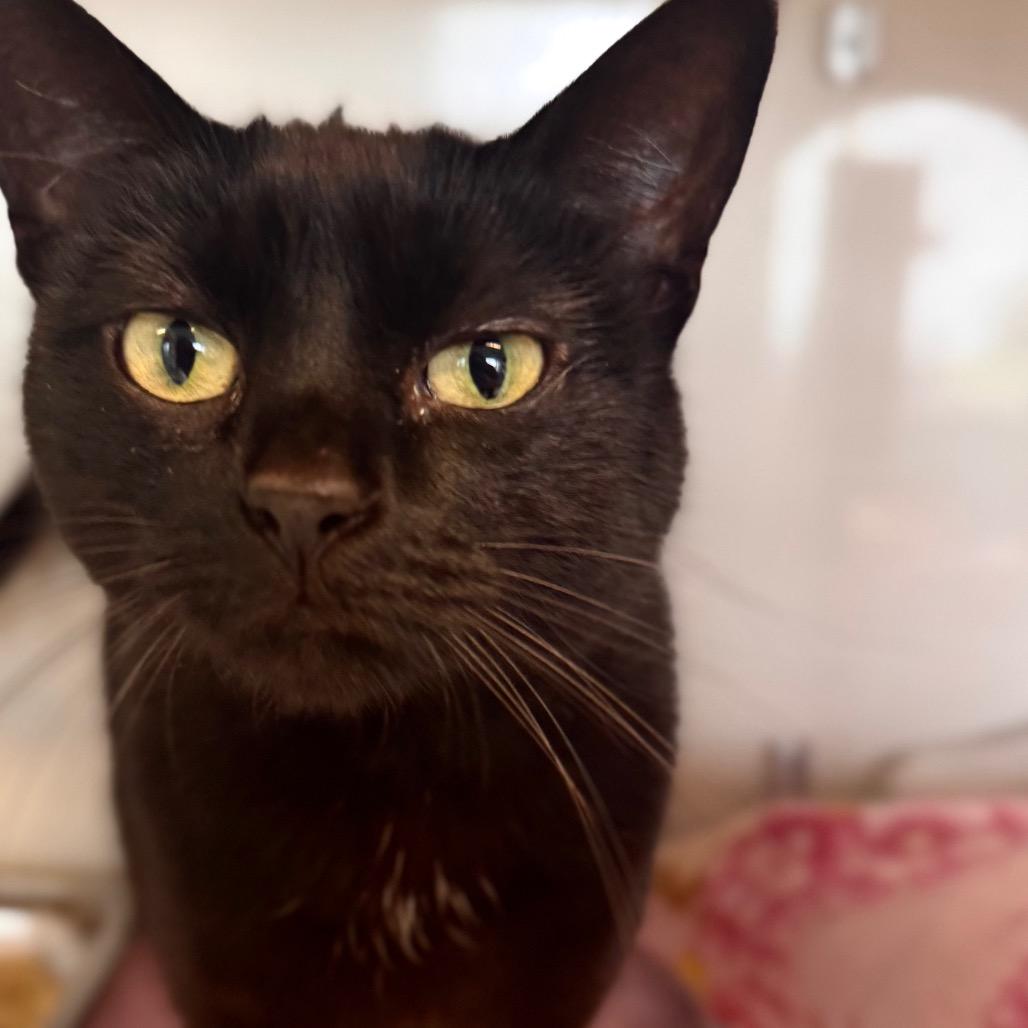 Enlarge Patra, a Adoptable Domestic Short Hair in Wheeling, IL image 5/6