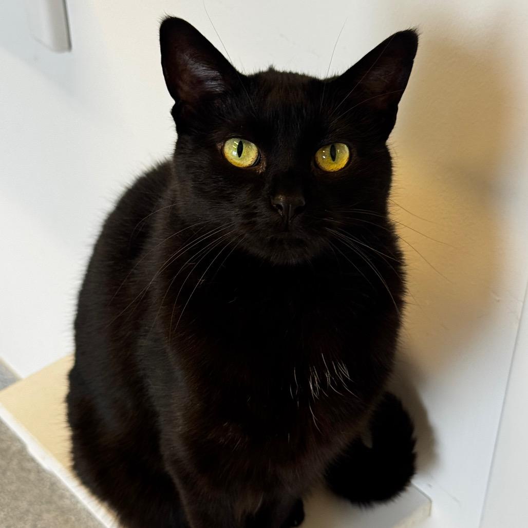 Patra, a Adoptable Domestic Short Hair in Wheeling, IL image 5/6
