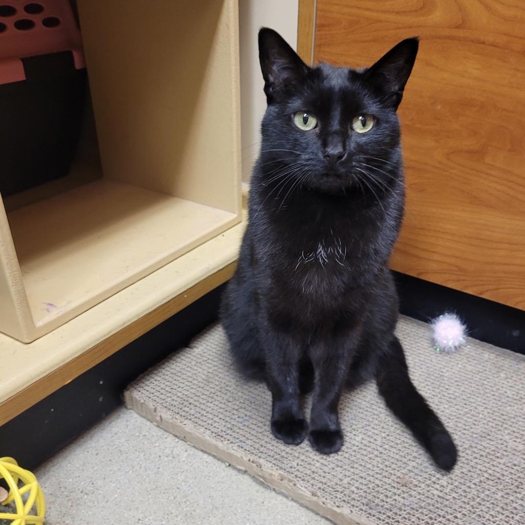 Enlarge Patra, a Adoptable Domestic Short Hair in Wheeling, IL image 5/6