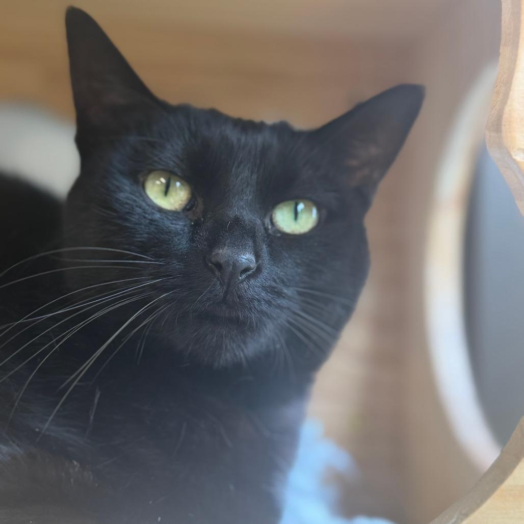 Enlarge Patra, a Adoptable Domestic Short Hair in Wheeling, IL image 6/6