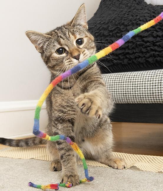 Mimi, a Adoptable Torbie in Chicago, IL image 1/5