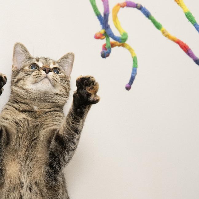 Mimi, a Adoptable Torbie in Chicago, IL image 2/5