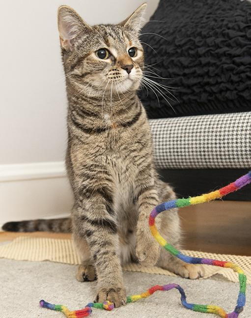 Mimi, a Adoptable Torbie in Chicago, IL image 4/5