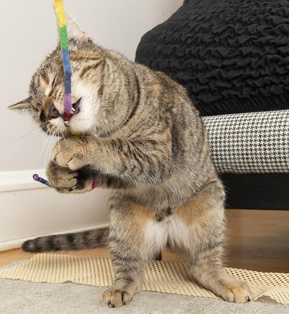 Mimi, a Adoptable Torbie in Chicago, IL image 5/5