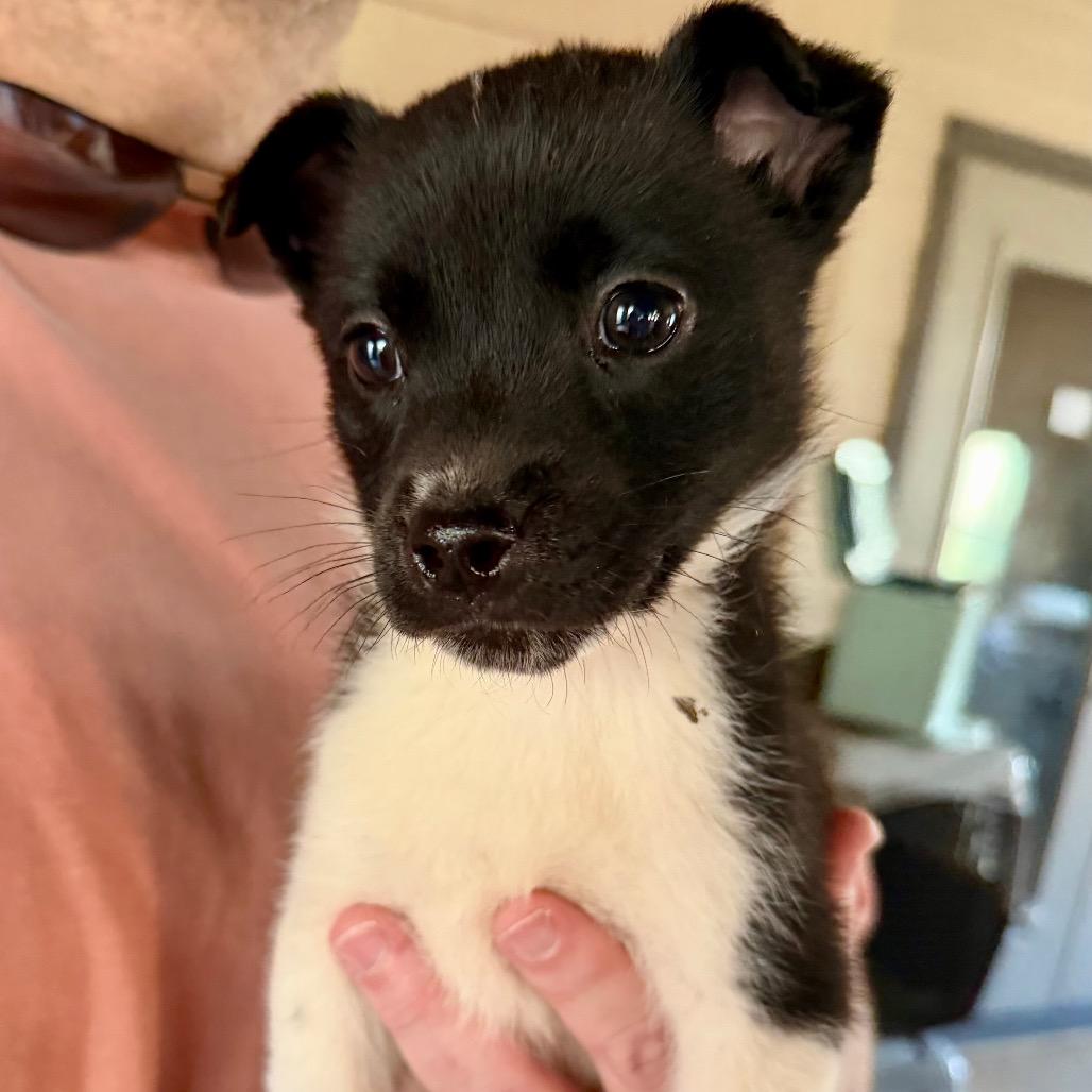 Anna, Adoptable, Puppy Female Mixed Breed.