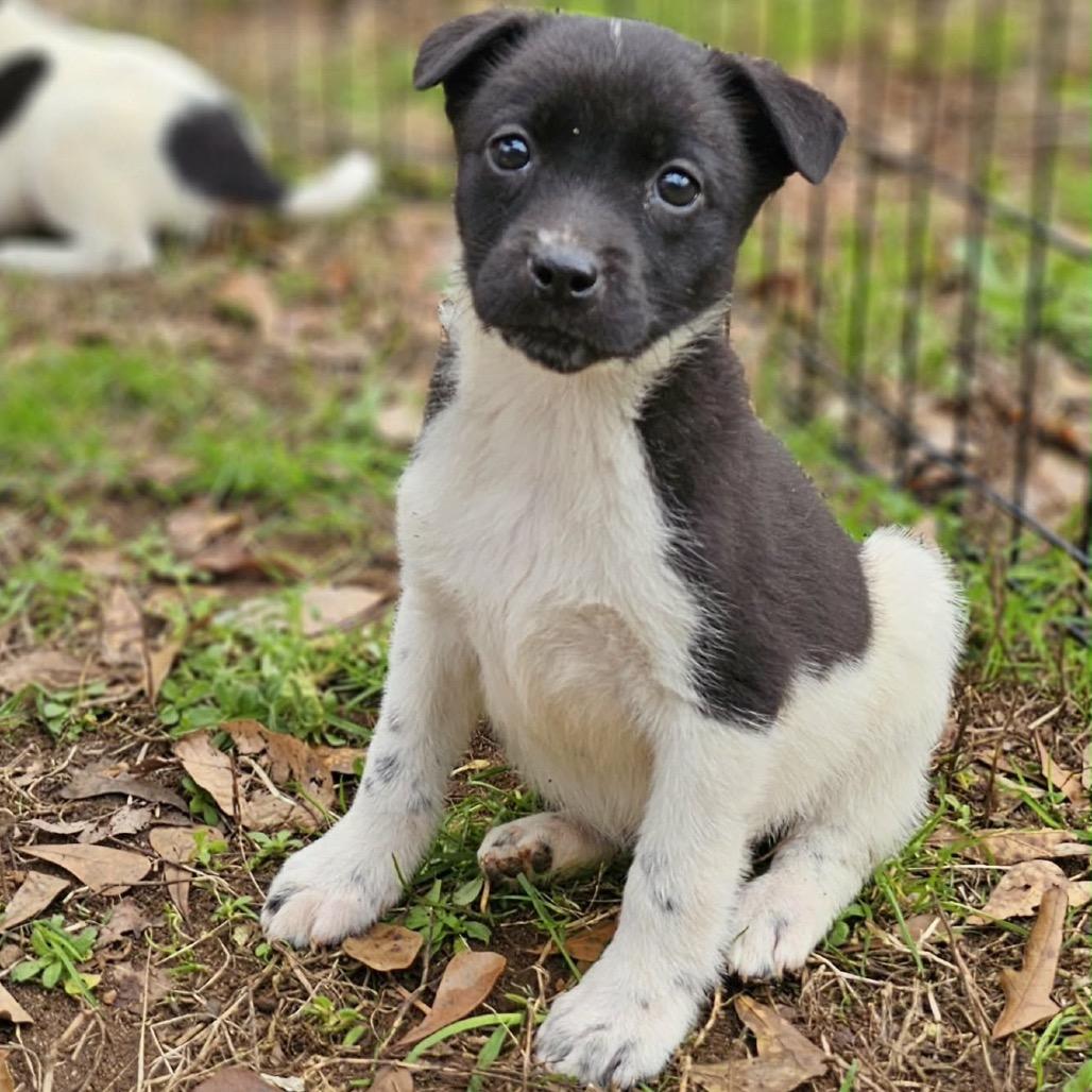 Enlarge Anna, a Adoptable Mixed Breed in Opelika, AL image 4/5