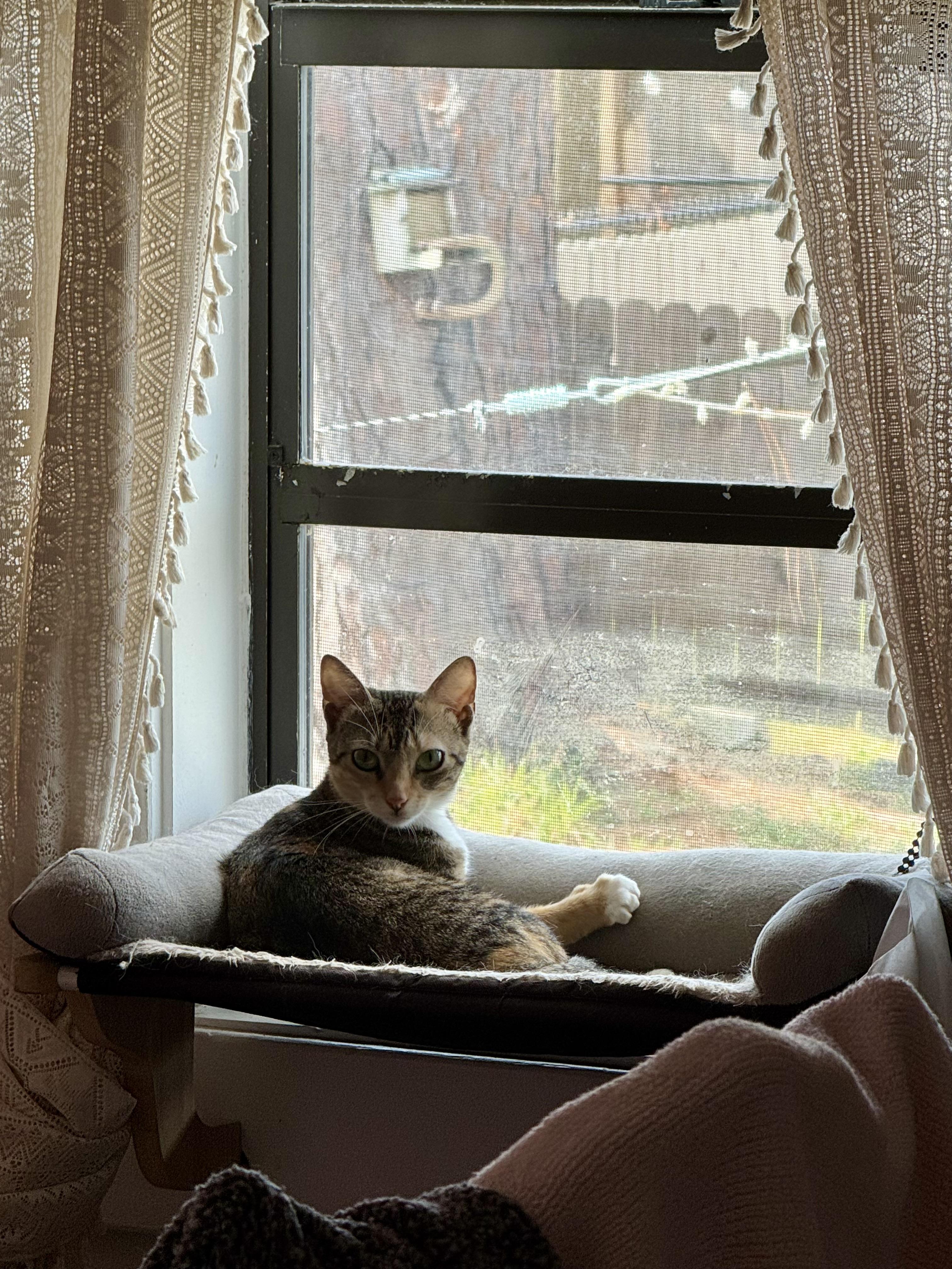 Enlarge Shiba, a Adoptable Domestic Short Hair in largo, FL image 1/3