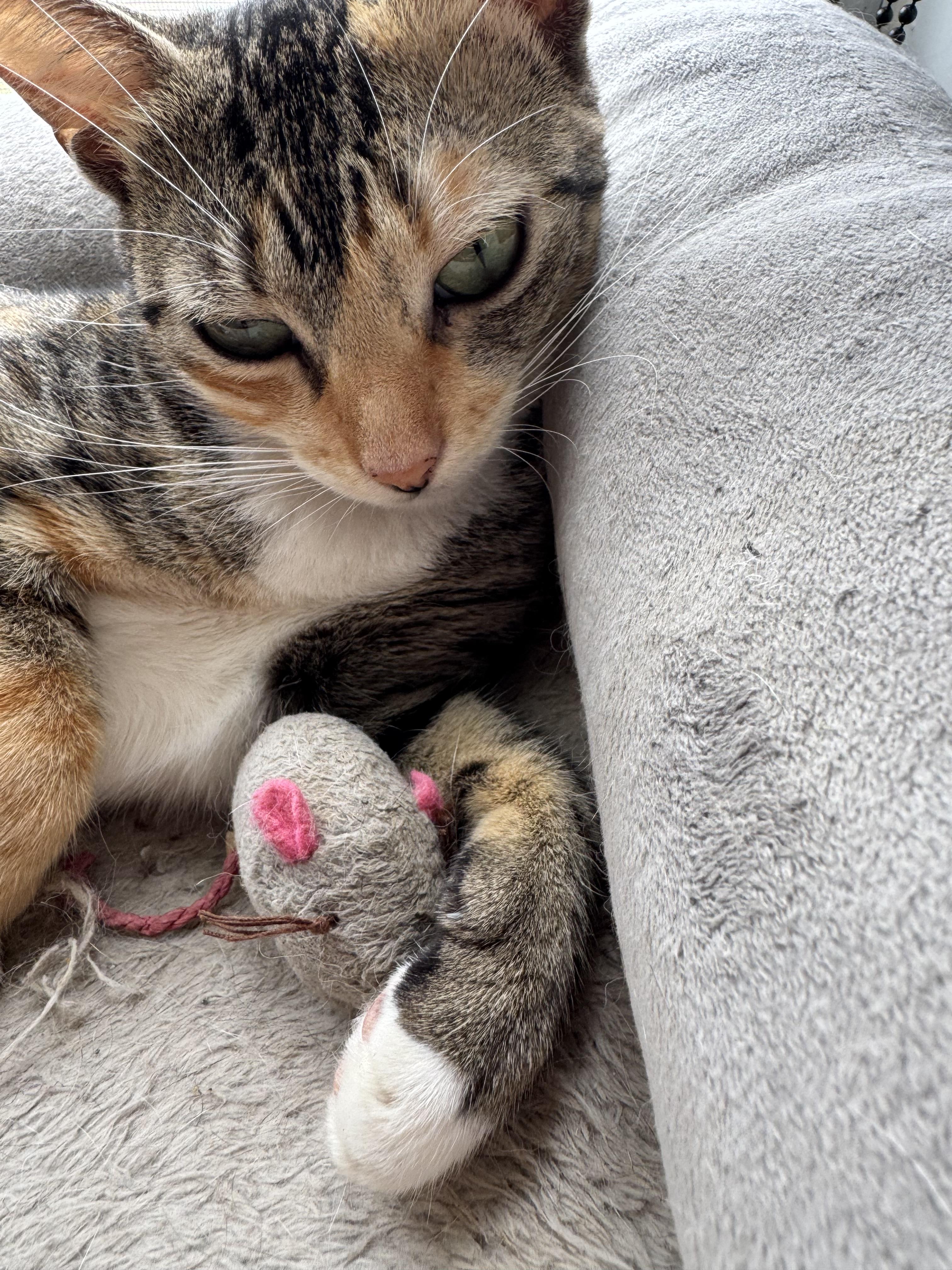 Enlarge Shiba, a Adoptable Domestic Short Hair in largo, FL image 3/3