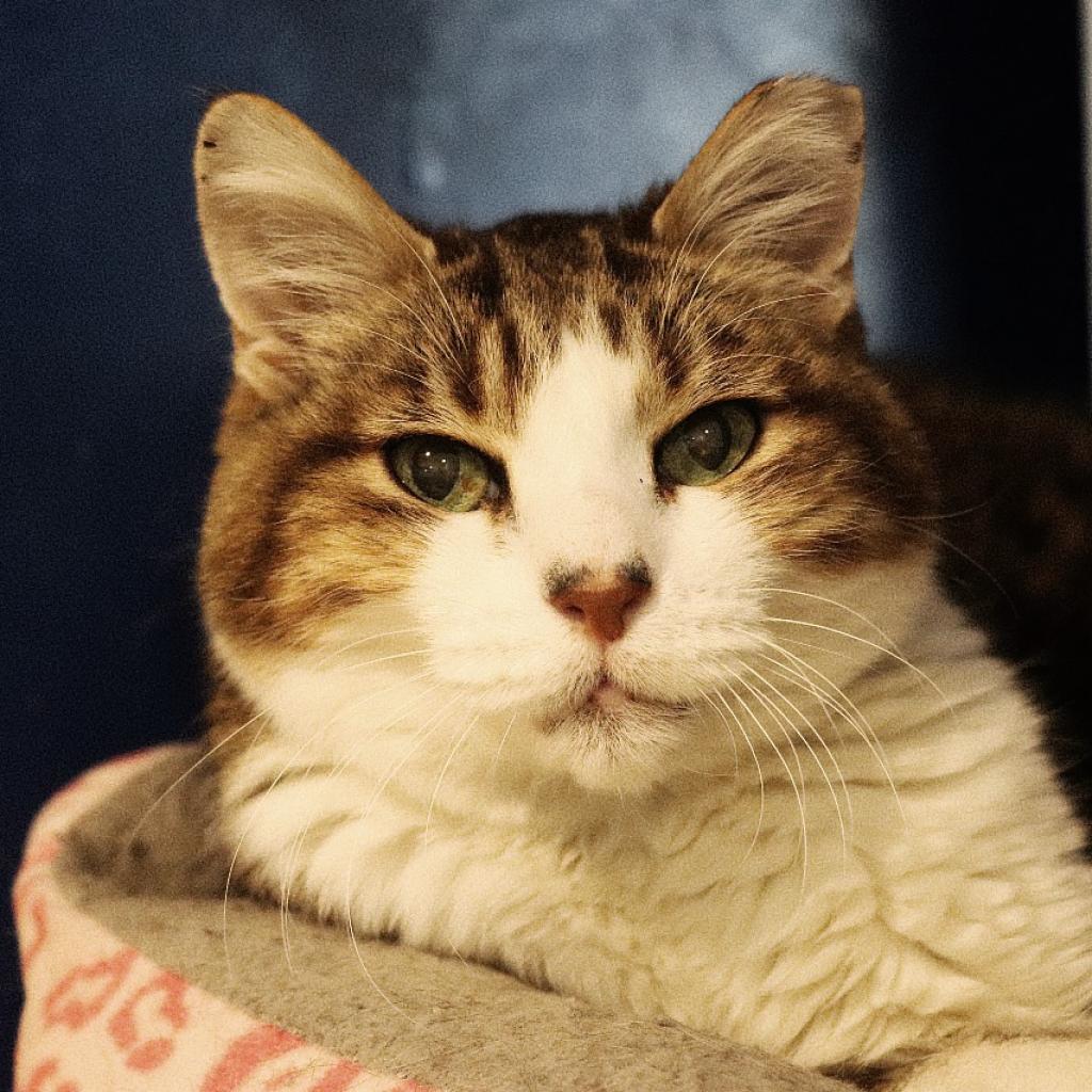 Aloysius — thumbnail 2