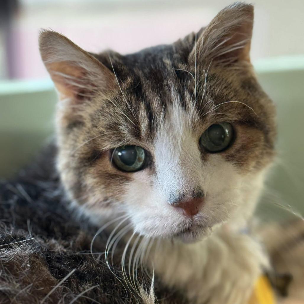 Aloysius — thumbnail 3