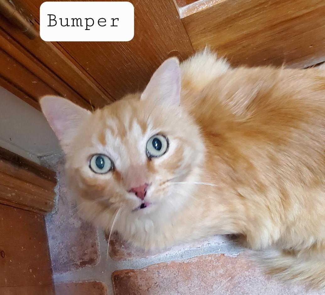 Bumper