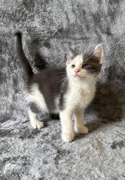 Olaf, ADOPTABLE, Young Male Domestic Short Hair.