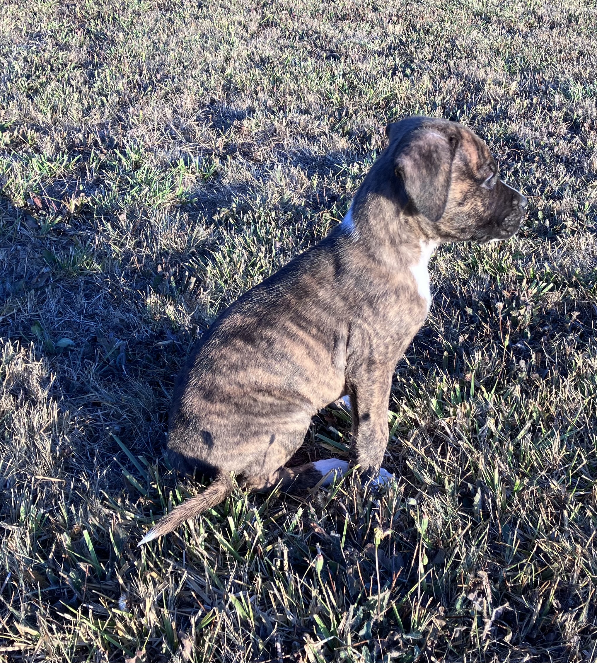 Sneakers, Adopted, Puppy Male Boxer.