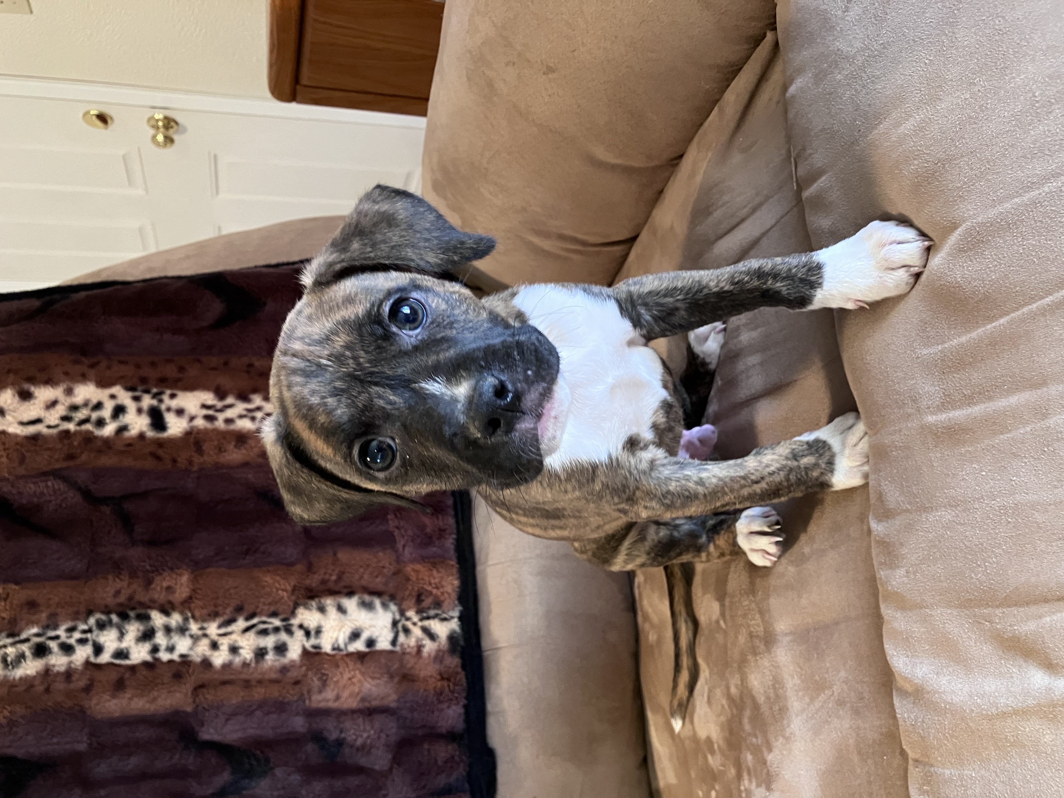 Enlarge Sneakers, a Adopted Boxer in Junction City, OR image 2/4