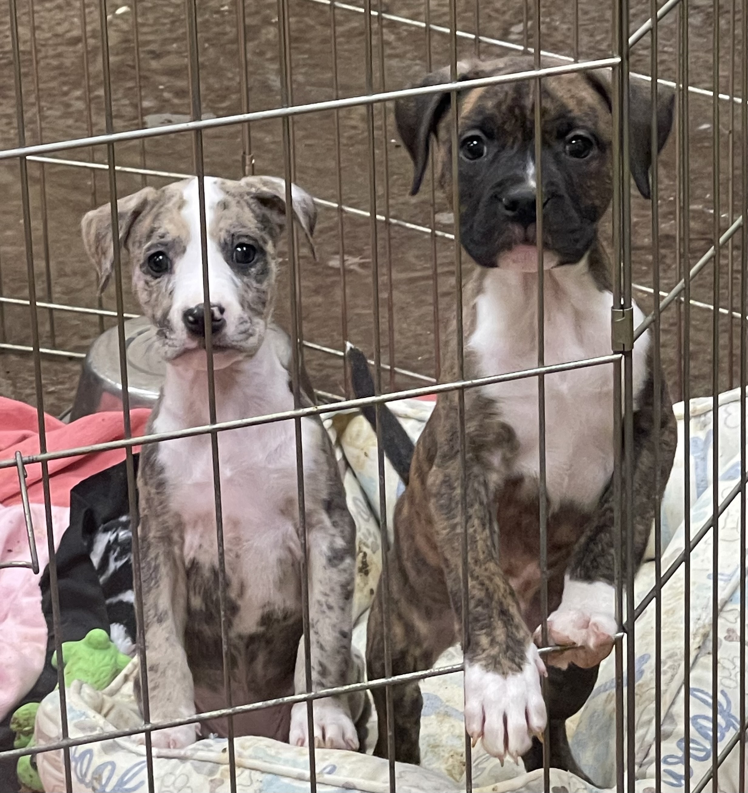 Enlarge Sneakers, a Adopted Boxer in Junction City, OR image 3/4
