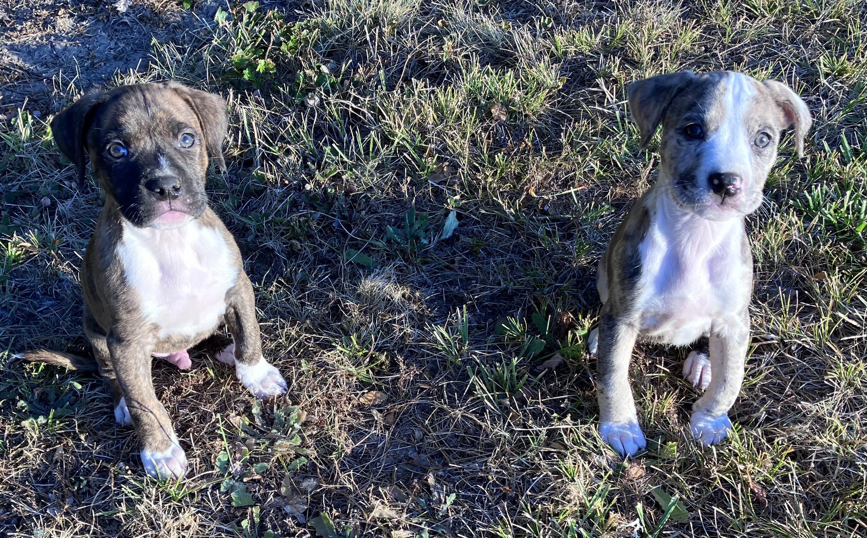 Enlarge Sneakers, a Adopted Boxer in Junction City, OR image 4/4