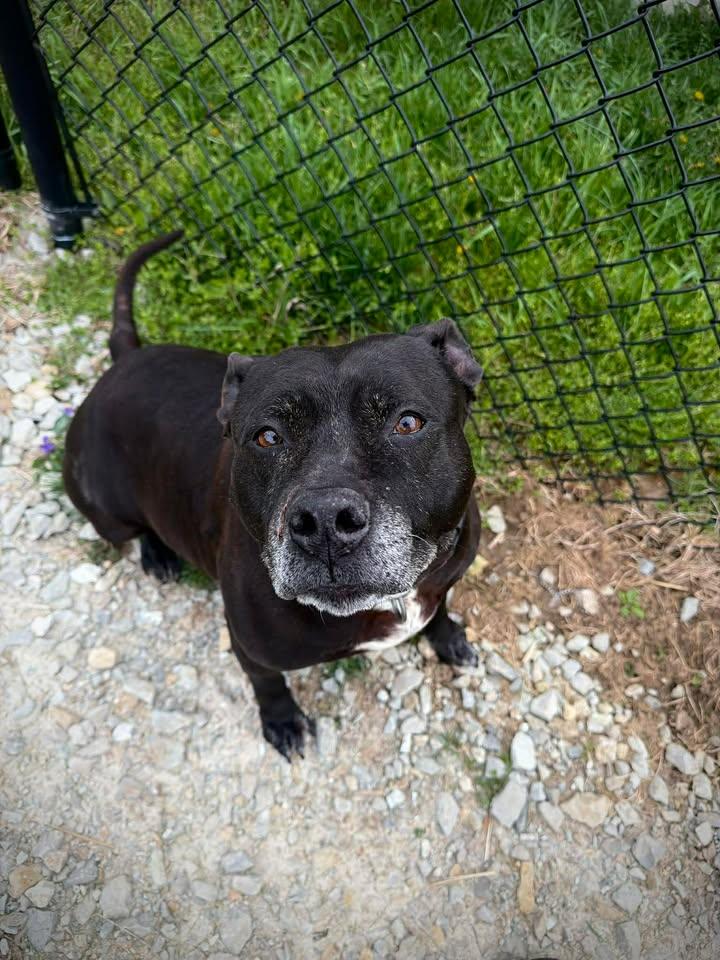 Enlarge Catalina, a ADOPTABLE Pit Bull Terrier in Greensburg, IN image 1/1