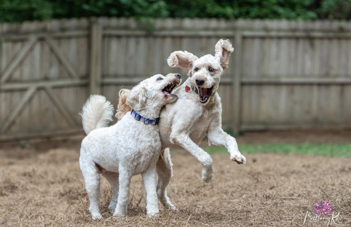 Enlarge Maverick & Oakley- Bonded Pair, a ADOPTABLE Goldendoodle in Richmond, VA image 2/4