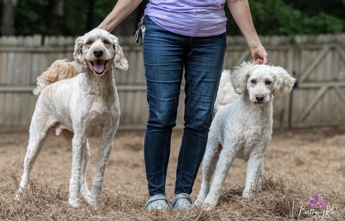 Enlarge Maverick & Oakley- Bonded Pair, a ADOPTABLE Goldendoodle in Richmond, VA image 4/4