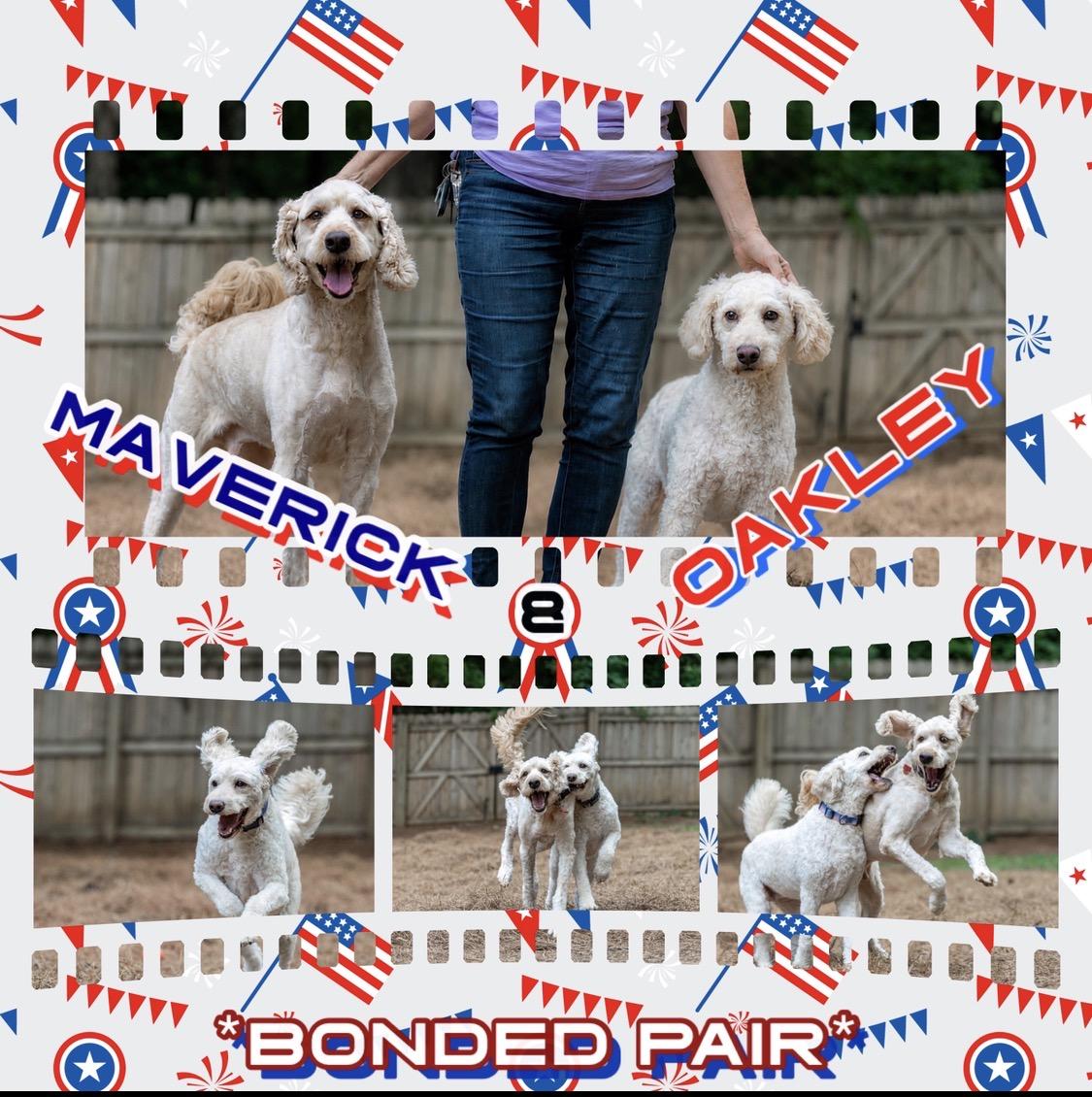 Maverick & Oakley- Bonded Pair, ADOPTABLE, Adult Female Goldendoodle.