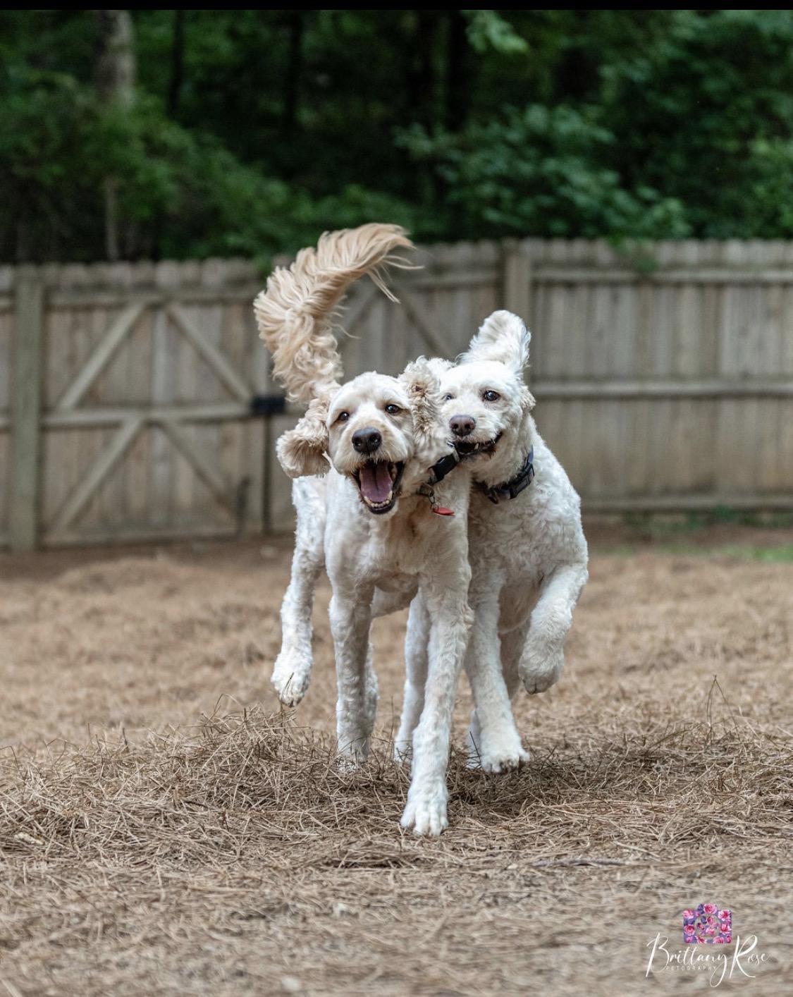 Enlarge Maverick & Oakley- Bonded Pair, a ADOPTABLE Goldendoodle in Richmond, VA image 3/4