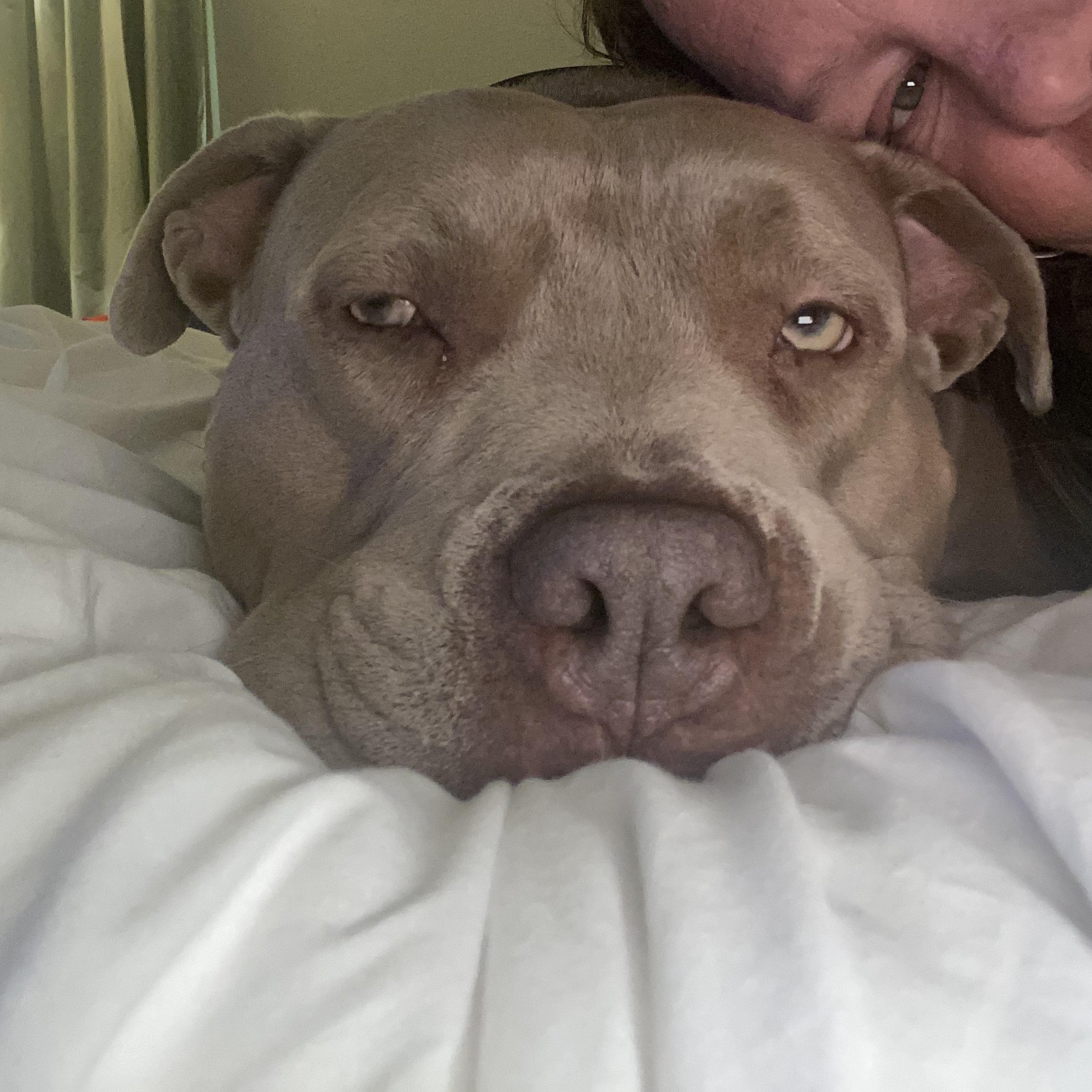 Zeus — thumbnail 3