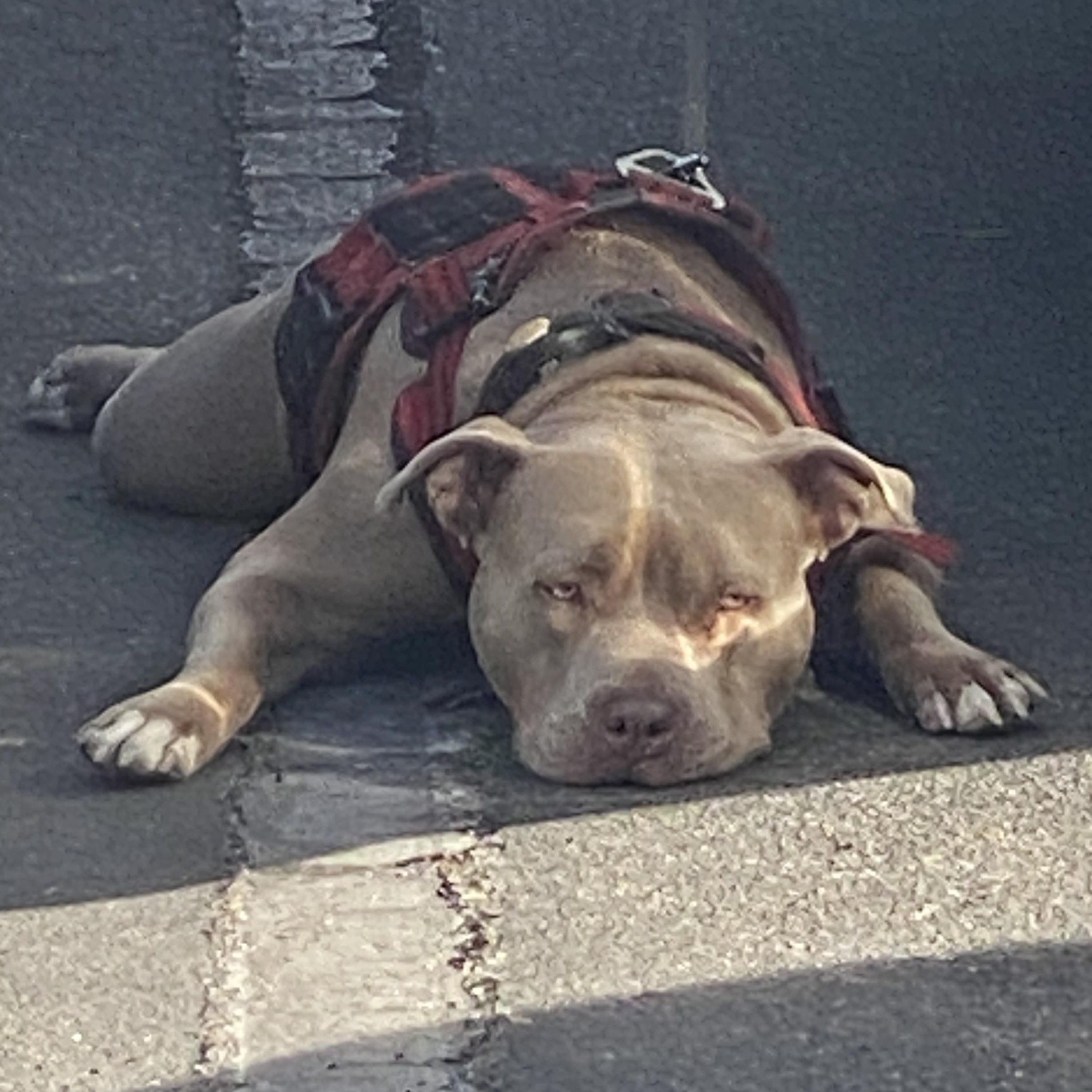 Zeus — thumbnail 4