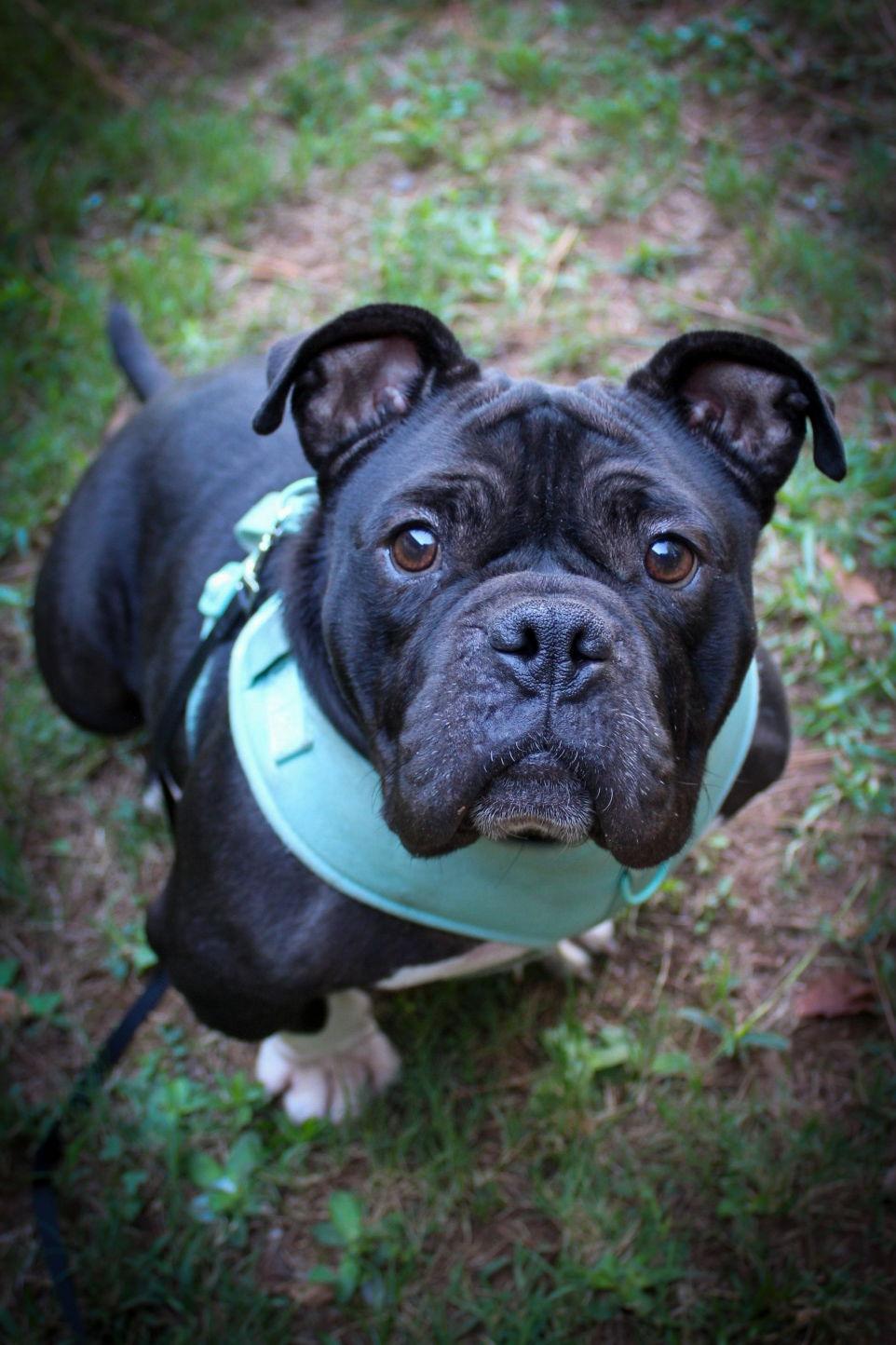 Enlarge Beauty, a Adoptable American Bulldog in Calhoun, GA image 1/3