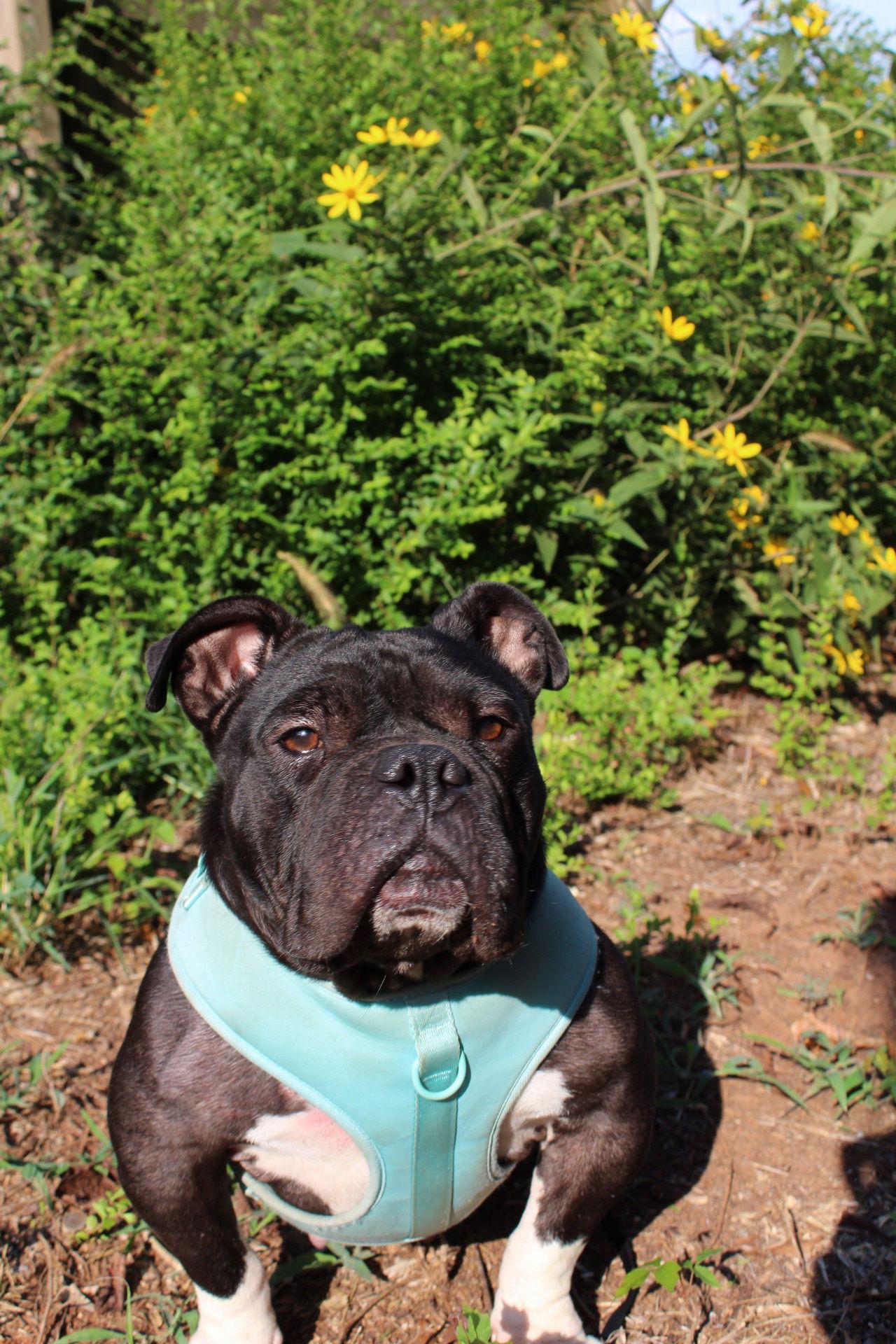 Enlarge Beauty, a Adoptable American Bulldog in Calhoun, GA image 2/3