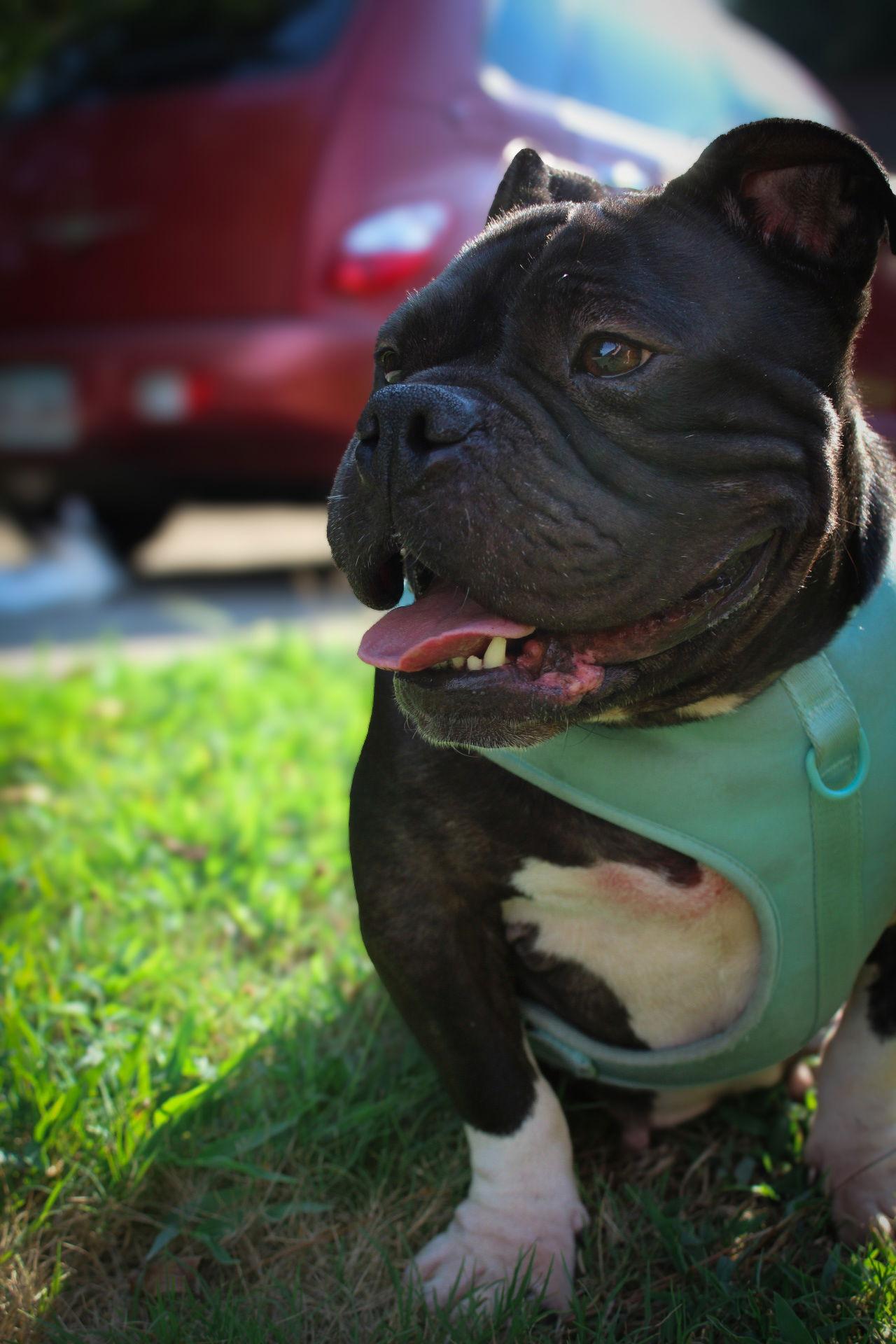 Beauty, Adoptable, Senior Female American Bulldog.